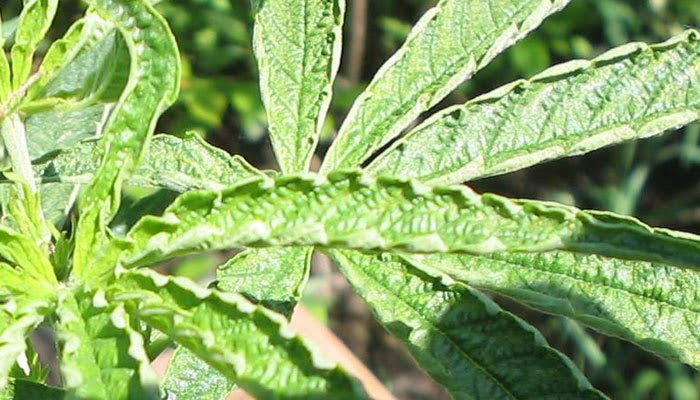 Come riparare le foglie di cannabis dal rannicchiarsi su o giù?