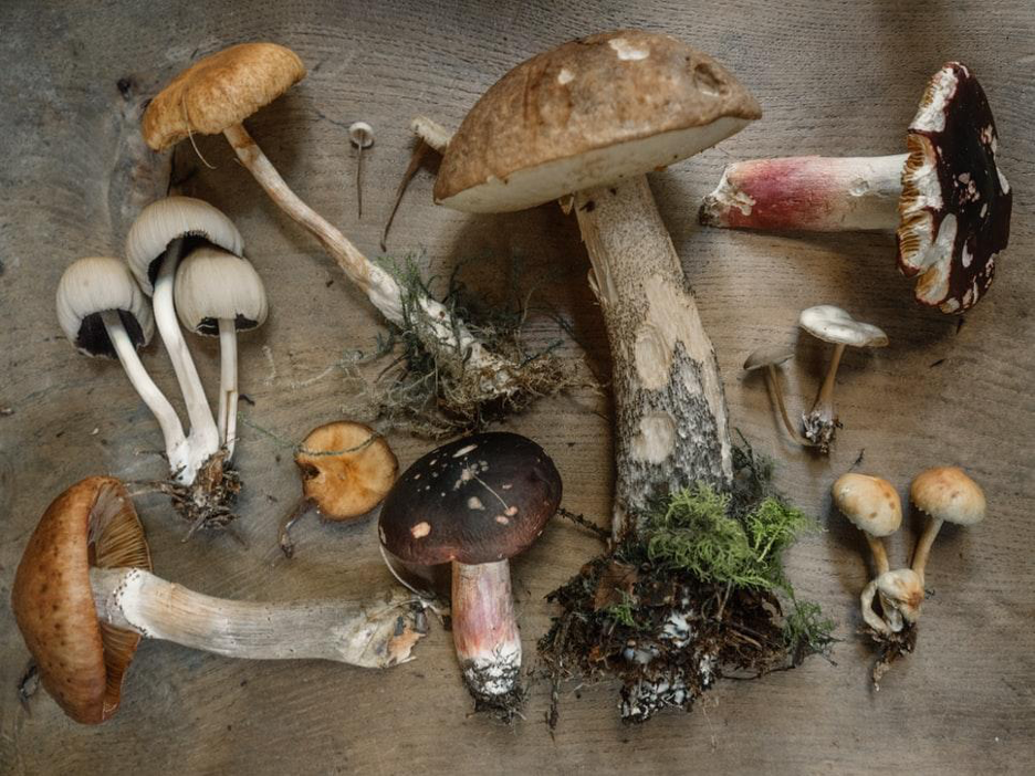 Quali sono le differenze tra i ceppi di funghi magici e i loro viaggi?