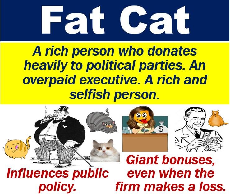 Cos'è un gatto grasso? Definizione ed esempi