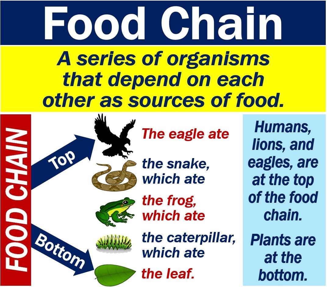 Qual è la catena alimentare? Definizione ed esempi