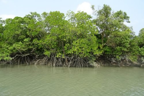 Foreste di mangrovie che scomparino più velocemente della perdita media della foresta