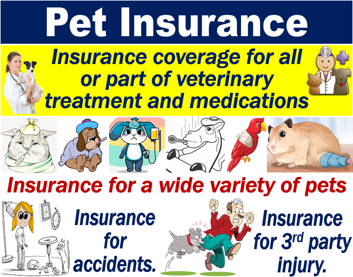 Cos'è l'assicurazione per animali domestici? Definizione ed esempi