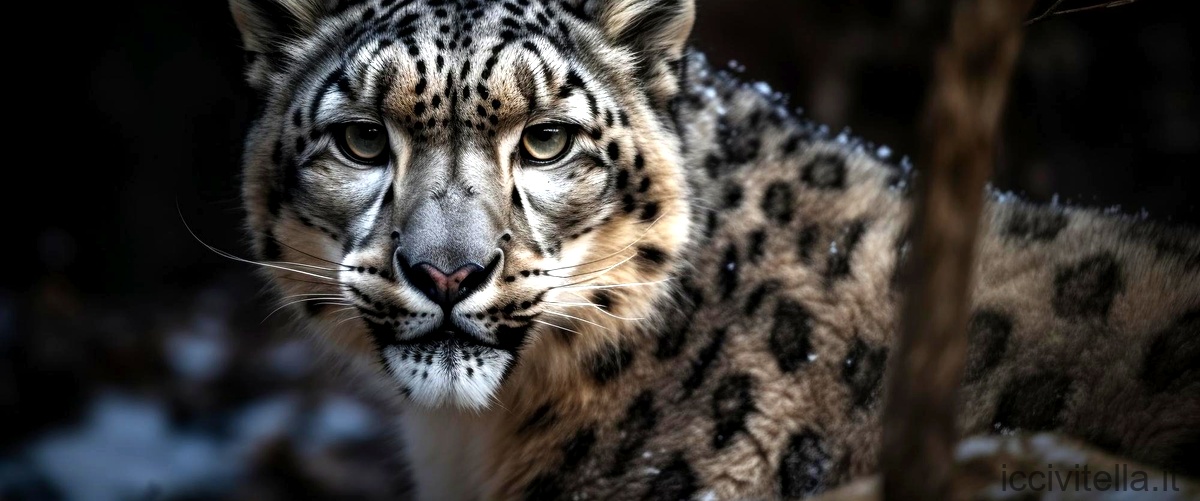 Cosa rimprovera Leopardi ai romantici?