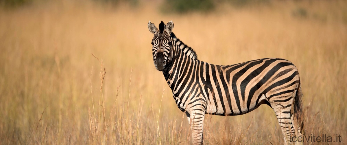 Il mistero del colore zebrato svelato