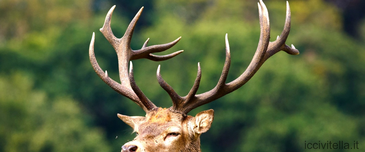 L'antilope dalle corna anellate: un tesoro della natura africana