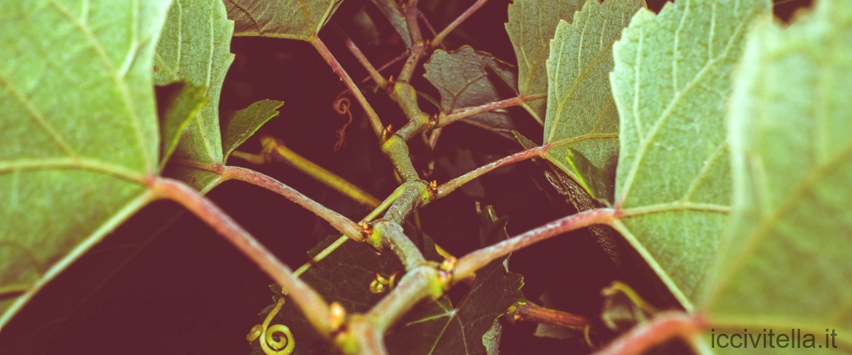 Le migliori varietà di alberi per sostenere le viti: guida completa