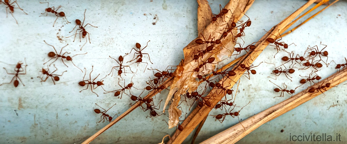 Le termiti soldato sono un tipo di termiti che svolgono un ruolo difensivo allinterno del loro formicaio, difendendo la colonia dagli attacchi esterni.
