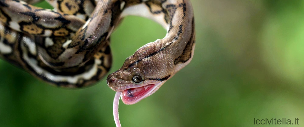 Qual è il serpente più aggressivo del mondo?