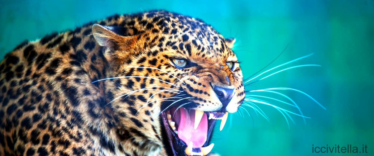 Quanti tipi di leopardo ci sono?